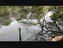 週末の吉祥寺＆三鷹の公園 : Weekend MITAKA & KICHIJOJI :2019/APR/14