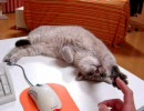 家猫日和　くつろぐ