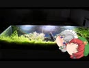 【アクアリウム】めーさくがフィルターを洗うだけ　/幻想水景記.05