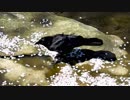 賢い。何かを水でふやかして食べるカラス