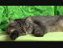 仁部聡和　Caressing a Domestic Tabby 　