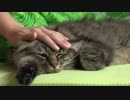 仁部聡和　Caressing Domestic Tabby Cat