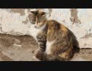 仁部聡和　A Cat Sat In The Sun