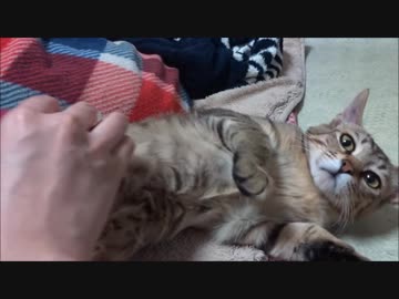 人馴れしてないネコさんにブラッシングしてみた