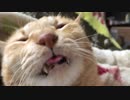 ベロ出しっぱねこ。