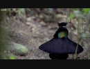 Bird Of Paradise Courtship Spectacle - Planet Earth - BBC Earth