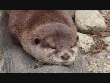 カワウソ