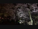 [旅行]高遠城址公園の夜桜を見ながら歩くだけの３分間