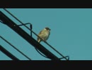鳴くふくらすずめ