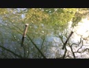 公園&池&夜景 : PARK : 2019/APR/15