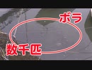 数千匹のボラの群れに鯉用の吸い込みを投げてみたら・・・