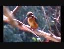 【野鳥】 石神井公園で活動する「カワセミ」
