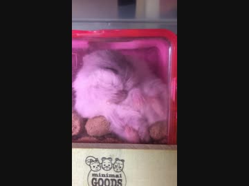 念入りに毛づくろい