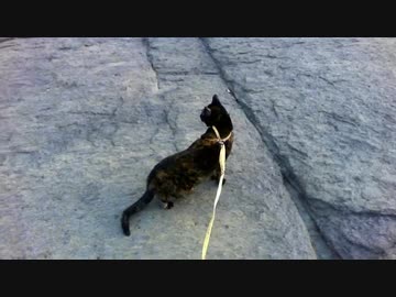 旅猫あずき雄川を歩く①　2019-04-03