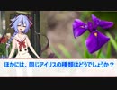 【劇場】4/17花屋鳴花【アイリス】
