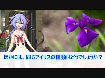 【劇場】4/17花屋鳴花【アイリス】