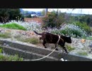 旅猫あずき、針尾公園を散歩する。