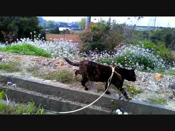 旅猫あずき、針尾公園を散歩する。