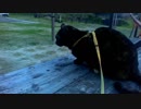 旅猫あずき、ビーチのサビ猫と対決