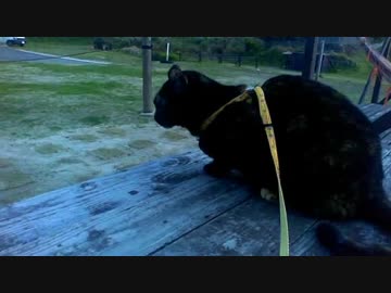 旅猫あずき、ビーチのサビ猫と対決