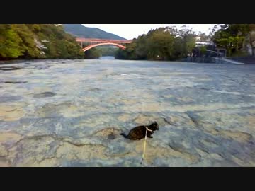 旅猫あずき、雄川を歩く②　2019-04-03