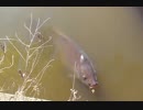 な～んだ。食べ物じゃない。 「ぺっ！」