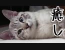 【癒し】きゃわいい猫との生活の始まり【猫飼いシュミレーション】