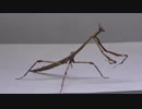 [閲覧注意!!] 再編集 アフリカオオエダカマキリ(幼虫）にゴキブリを与えてみた。（Heterochaeta orientalis)