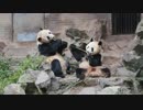 仲良しパンダ成就双好の朝ごはん@杭州動物園(2019.3.22)