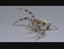 [閲覧注意!!] 再編集 アズチグモ（♀）にゴキブリを食べさせてみた。(Thomisus labefactus)