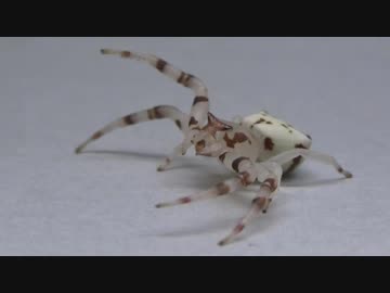[閲覧注意!!] 再編集 アズチグモ（♀）にゴキブリを食べさせてみた。(Thomisus labefactus)