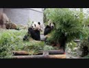 仲良しパンダ成就双好　櫓に移動して朝ごはんの続き@杭州動物園(2019.3.22)