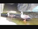 盗撮がバレたかも