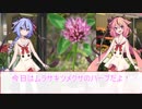 【劇場】4/18花屋鳴花【ムラサキツメクサ】