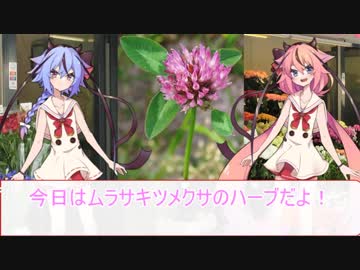 【劇場】4/18花屋鳴花【ムラサキツメクサ】