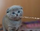 ニャンセンス文学 人語を解せぬ猫風情が歌ってみた
