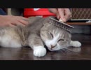 【モアクリ】 モフモフのお手入れ