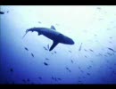 坂本龍一　「Whales」　海からの贈りもの　【クジラとのセッション】 