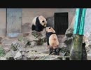 仲良しパンダ成就双好　朝ごはん後のもめもめタイム@杭州動物園(2019.3.22)