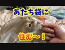 袋に大興奮な猫レンちゃん！カサカサ楽しそう(*'▽')