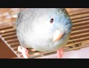 サザナミインコアップ