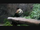 元グレーパンダの成就　室内に移動してまた食べる@杭州動物園(2019.3.22)