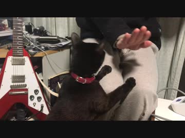 膝の上に乗りたい猫を阻止した結果