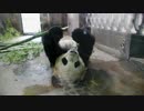 双好の寝食い@杭州動物園(2019.3.22)
