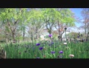 [RX0 II]とある夫の昼散歩 花の季節
