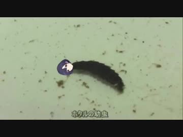【白菊ほたる応援合作単品】ほたるを育てよう