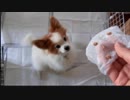 納豆を食べるワンコ（パピヨン）