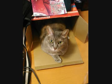 家の子です。