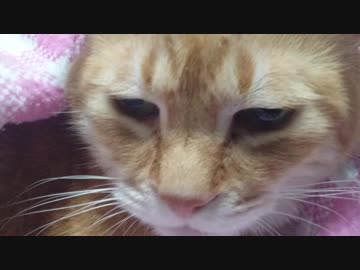 拾いねこ＠生後2477/2444日目　実家のコザクラインコさんが亡くなりました