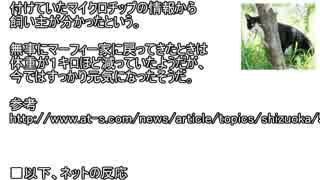 【ねこ】静岡で行方不明になった猫、ニャンと名古屋に